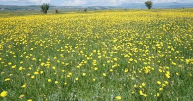 BLAGOSLOV POLJA 2026.